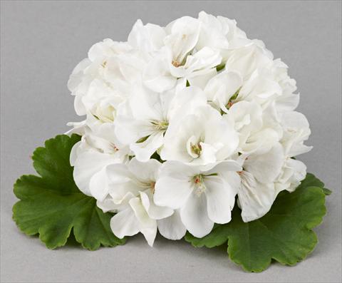 Photo de variété de fleurs à utiliser comme: Patio, pot Pelargonium zonale Costa Brava® White Improved