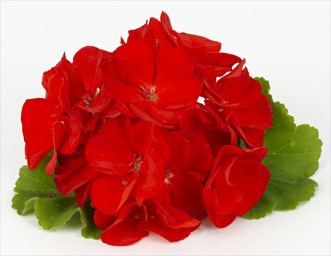 Photo de variété de fleurs à utiliser comme: Patio, pot Pelargonium zonale pac® Victoria