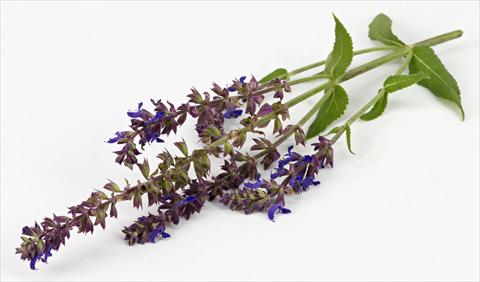 Photo de variété de fleurs à utiliser comme: Pot et Plante à massif Salvia nemorosa Sallyrosa Blue