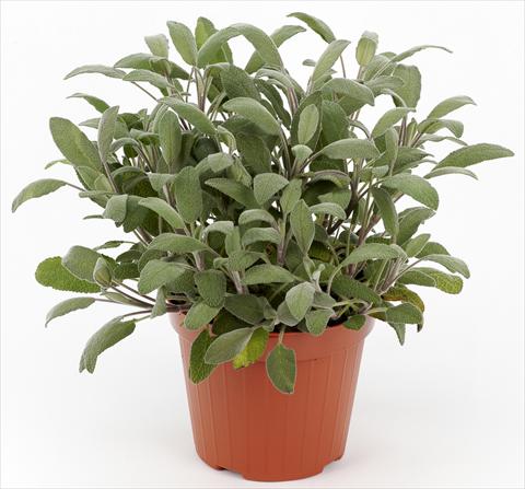Photo de variété de fleurs à utiliser comme: Pot et Plante à massif Salvia officinalis Ah...Roma Purpurea