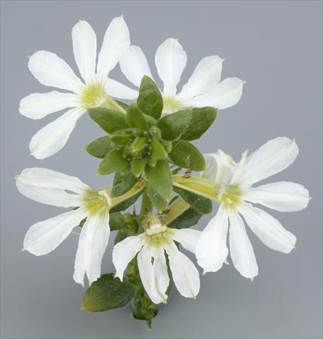 Photo de variété de fleurs à utiliser comme: Pot, patio, Suspension Scaevola albida Surdiva® White 2011