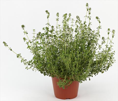 Photo de variété de fleurs à utiliser comme: Pot et Plante à massif Thymus citrodorus Ah...Roma Citronella