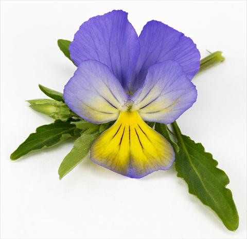 Photo de variété de fleurs à utiliser comme: Pot, patio, Suspension Viola hybrida Friolina® Cascadiz Blue Yellow