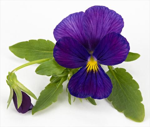 Photo de variété de fleurs à utiliser comme: Pot, patio, Suspension Viola hybrida Friolina® Cascadiz Cobalt Blue