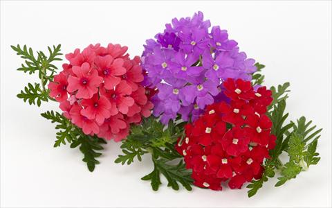Photo de variété de fleurs à utiliser comme: Pot, patio, Suspension Verbena Benissima® Summer Fruit