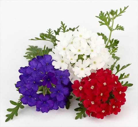 Photo de variété de fleurs à utiliser comme: Pot, patio, Suspension Verbena Benissima® Vive La France