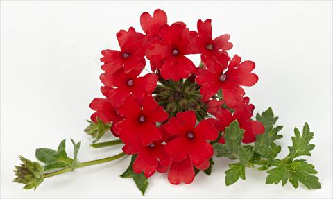 Photo de variété de fleurs à utiliser comme: Pot, patio, Suspension Verbena Tapien® Compact Red