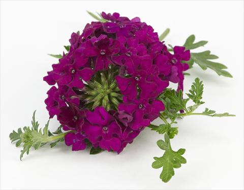 Photo de variété de fleurs à utiliser comme: Pot, patio, Suspension Verbena Tapien® Compact Velvet