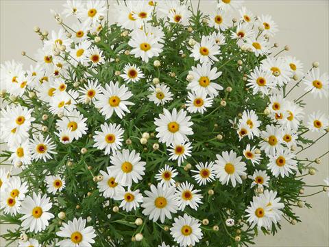 Photo de variété de fleurs à utiliser comme: Pot et Plante à massif Argyranthemum frutescens Elsa®