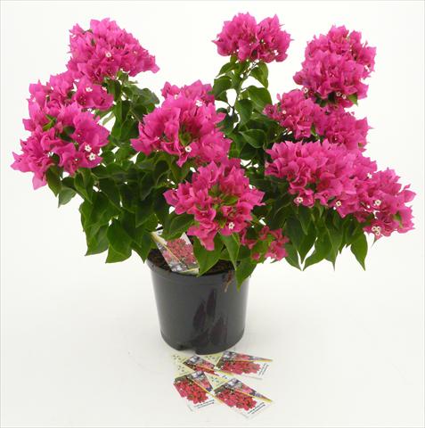 Photo de variété de fleurs à utiliser comme: Pot et Plante à massif Bougainvillea Vera Deep Purple®