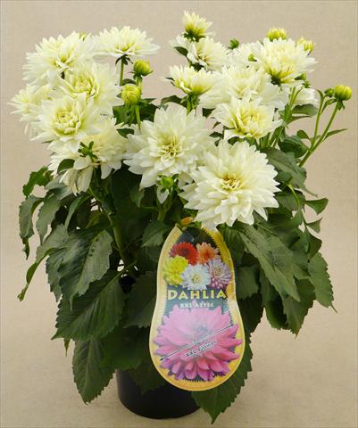 Photo de variété de fleurs à utiliser comme: Pot et Plante à massif Dahlia Aztec XXL® Mayo