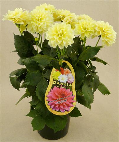 Photo de variété de fleurs à utiliser comme: Pot et Plante à massif Dahlia Aztec XXL® Playa