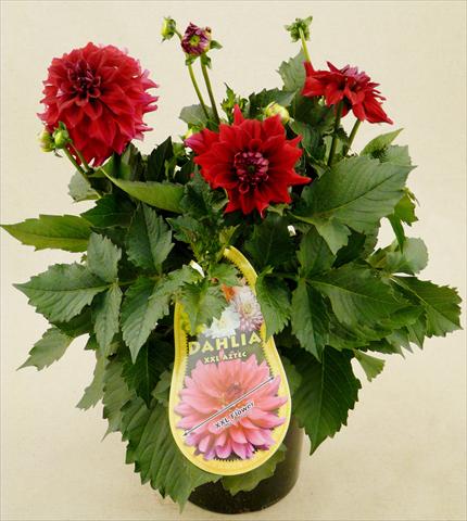 Photo de variété de fleurs à utiliser comme: Pot et Plante à massif Dahlia Aztec XXL® Royo