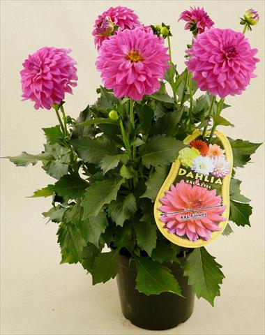 Photo de variété de fleurs à utiliser comme: Pot et Plante à massif Dahlia Aztec XXL® Sonora