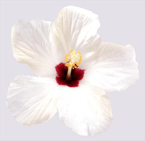 Photo de variété de fleurs à utiliser comme: Pot et Plante à massif Hibiscus rosa-sinensis Cairo White