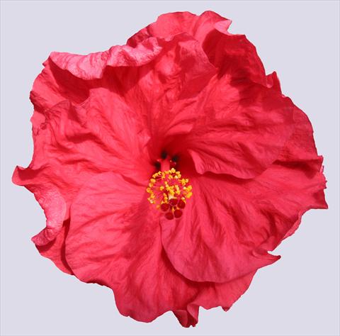 Photo de variété de fleurs à utiliser comme: Pot et Plante à massif Hibiscus rosa-sinensis Helene