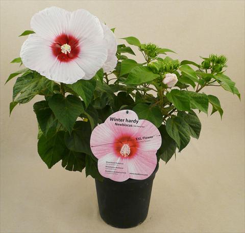 Photo de variété de fleurs à utiliser comme: Pot et Plante à massif Hibiscus moscheutos Newbiscus® Eye Catcher