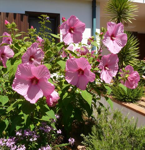 Photo de variété de fleurs à utiliser comme: Pot et Plante à massif Hibiscus moscheutos Newbiscus® Mauvelous