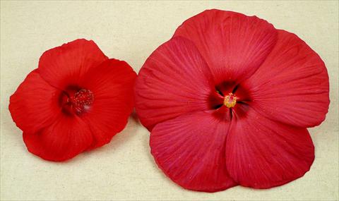 Photo de variété de fleurs à utiliser comme: Pot et Plante à massif Hibiscus moscheutos Newbiscus® Red Sky