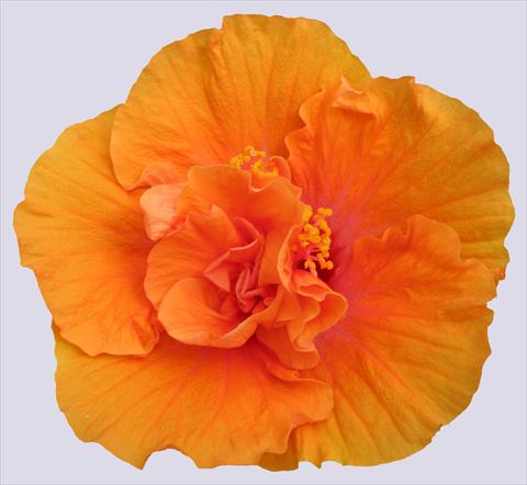 Photo de variété de fleurs à utiliser comme: Pot et Plante à massif Hibiscus rosa-sinensis Ohana® Arancio Doppio