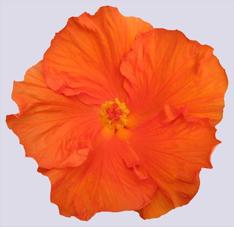 Photo de variété de fleurs à utiliser comme: Pot et Plante à massif Hibiscus rosa-sinensis Ohana® Arancio