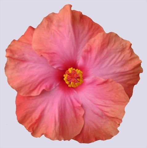 Photo de variété de fleurs à utiliser comme: Pot et Plante à massif Hibiscus rosa-sinensis Ohana® Salmone