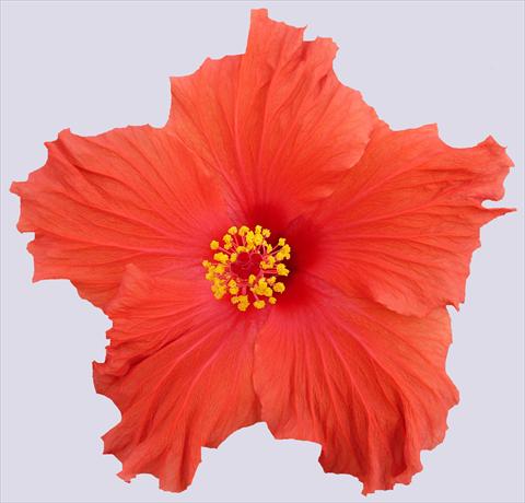 Photo de variété de fleurs à utiliser comme: Pot et Plante à massif Hibiscus rosa-sinensis Paramaribo