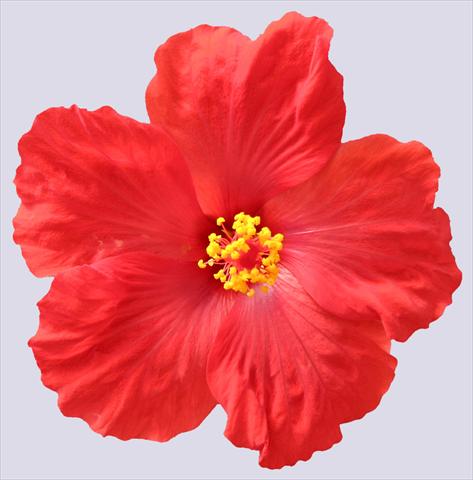 Photo de variété de fleurs à utiliser comme: Pot et Plante à massif Hibiscus rosa-sinensis Sunny Cities® Porto