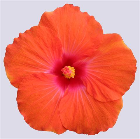 Photo de variété de fleurs à utiliser comme: Pot et Plante à massif Hibiscus rosa-sinensis Trade Winds Calypso® Orange