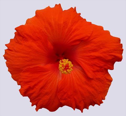 Photo de variété de fleurs à utiliser comme: Pot et Plante à massif Hibiscus rosa-sinensis Trade Winds Calypso® Red
