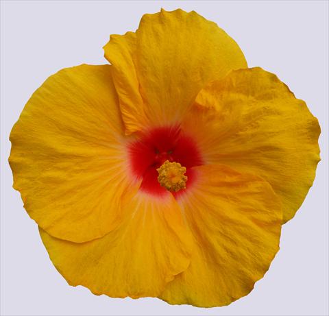 Photo de variété de fleurs à utiliser comme: Pot et Plante à massif Hibiscus rosa-sinensis Trade Winds Calypso® Yellow