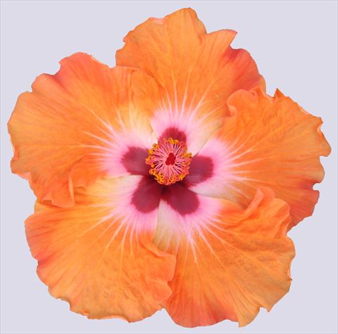 Photo de variété de fleurs à utiliser comme: Pot et Plante à massif Hibiscus rosa-sinensis Trade Winds Casa Grande® Orange