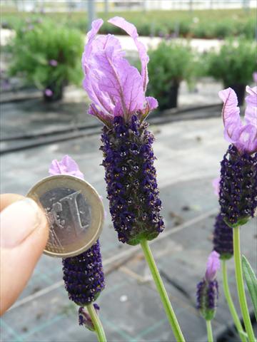 Photo de variété de fleurs à utiliser comme: Pot et Plante à massif Lavandula stoechas Springbreak® Violet Lace
