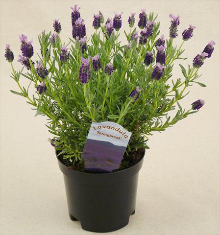 Photo de variété de fleurs à utiliser comme: Pot et Plante à massif Lavandula stoechas Springbreak® Winter Bee