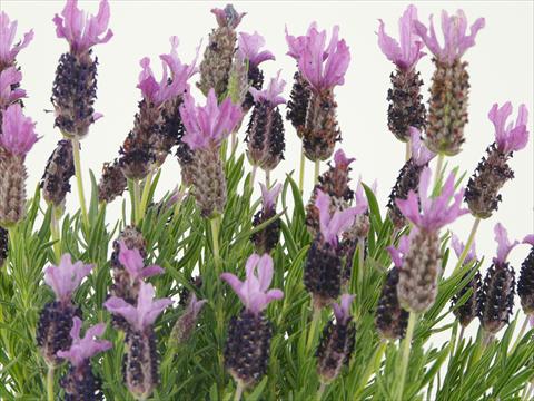 Photo de variété de fleurs à utiliser comme: Pot et Plante à massif Lavandula stoechas Springbreak® Winter Lace
