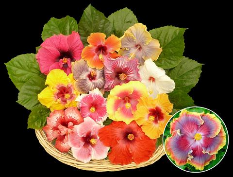 Photo de variété de fleurs à utiliser comme: Pot et Plante à massif Hibiscus rosa-sinensis Jumboliscus®