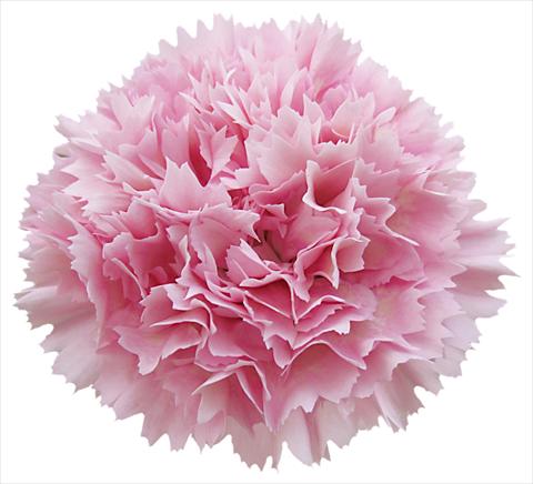 Photo de variété de fleurs à utiliser comme: Fleur coupée Dianthus caryophyllus Nobbio® Lavender Chic