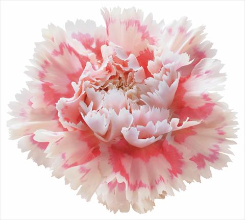Photo de variété de fleurs à utiliser comme: Fleur coupée Dianthus caryophyllus Nobbio® Pink Delight