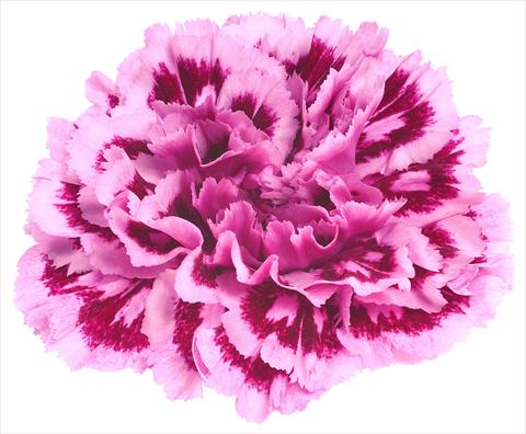Photo de variété de fleurs à utiliser comme: Fleur coupée Dianthus caryophyllus Nobbio® Spotlight