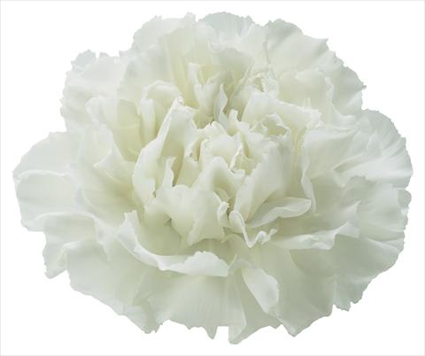 photo of flower to be used as: Cutflower Dianthus caryophyllus Randal