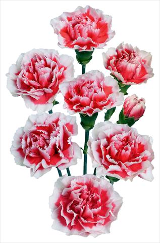 Photo de variété de fleurs à utiliser comme: Fleur coupée Dianthus caryophyllus U2
