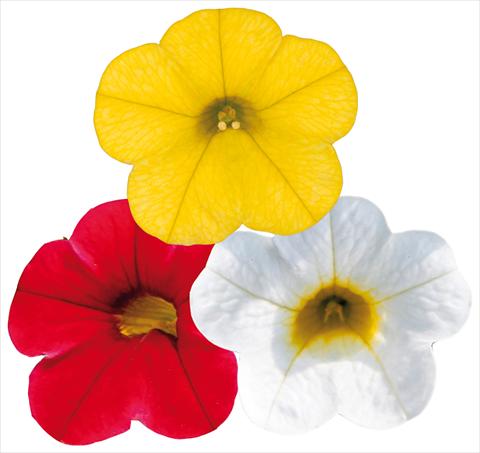 Photo de variété de fleurs à utiliser comme: Pot, patio, Suspension 3 Combo ColoursGames Capri Mix