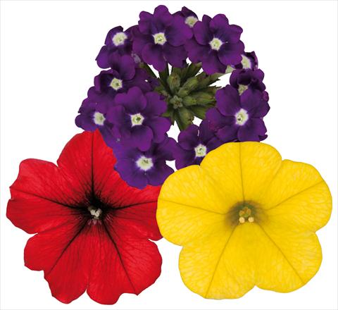 Photo de variété de fleurs à utiliser comme: Pot, patio, Suspension 3 Combo ColoursGames Contrast Mix 2