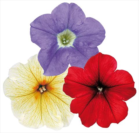 Photo de variété de fleurs à utiliser comme: Pot, patio, Suspension 3 Combo ColoursGames Surfinia Contrast Mix