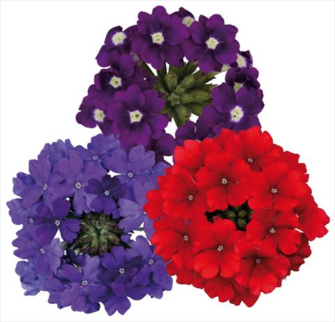 Photo de variété de fleurs à utiliser comme: Pot, patio, Suspension 3 Combo ColoursGames Temari Contrast Mix