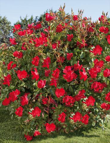 Photo de variété de fleurs à utiliser comme: Pot et Plante à massif Rosa paesaggistica La Sevillana® Plus