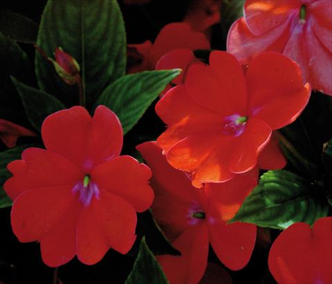 Photo de variété de fleurs à utiliser comme: Pot et Plante à massif Impatiens N. Guinea SunPatiens® Spreading Corona