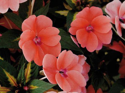 Photo de variété de fleurs à utiliser comme: Pot et Plante à massif Impatiens N. Guinea SunPatiens® Vigorous Coral