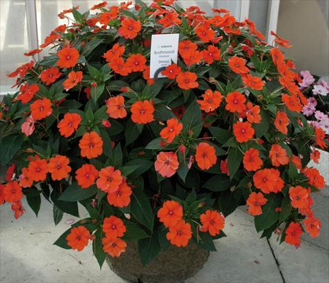 Photo de variété de fleurs à utiliser comme: Pot et Plante à massif Impatiens N. Guinea SunPatiens® Vigorous Orange