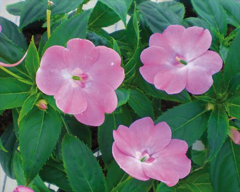 Photo de variété de fleurs à utiliser comme: Pot et Plante à massif Impatiens N. Guinea SunPatiens® Vigorous Pink